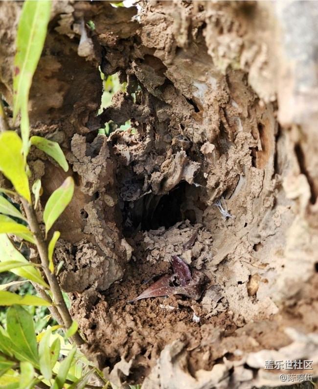 【徒步所見】枯樹