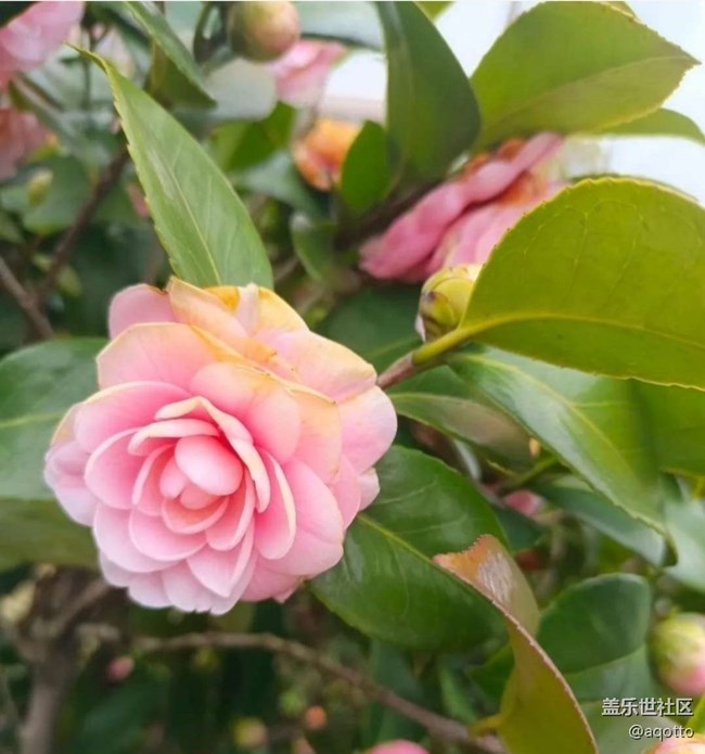 【徒步所見】花開