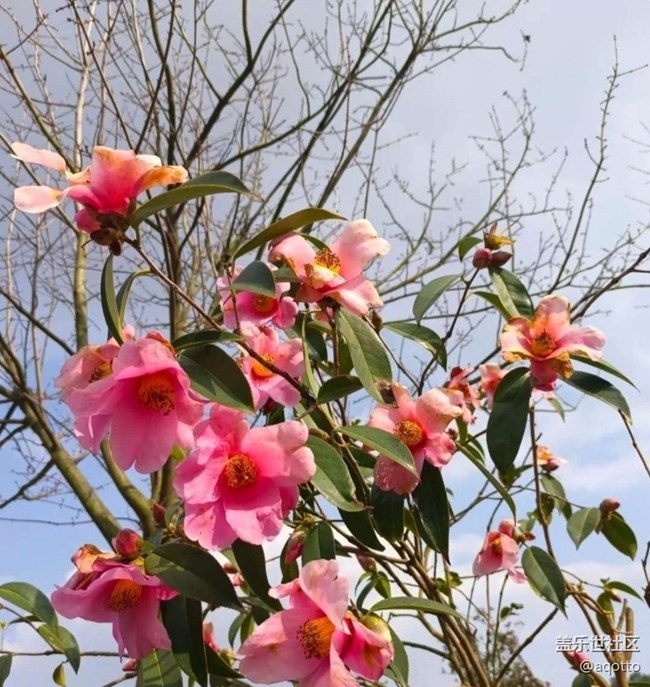 【徒步所見】花開