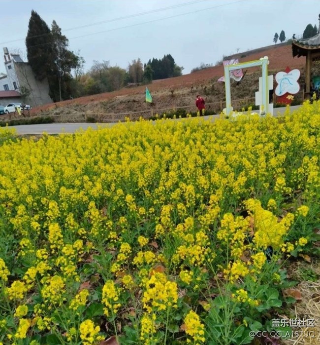 【徒步所見】滿園菜花香