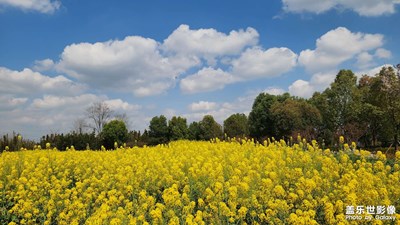 【簡(jiǎn)拍】+金牛金華寺玉蘭花和油菜花的春天