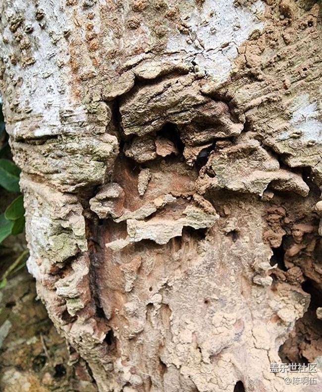 【徒步所見】枯樹