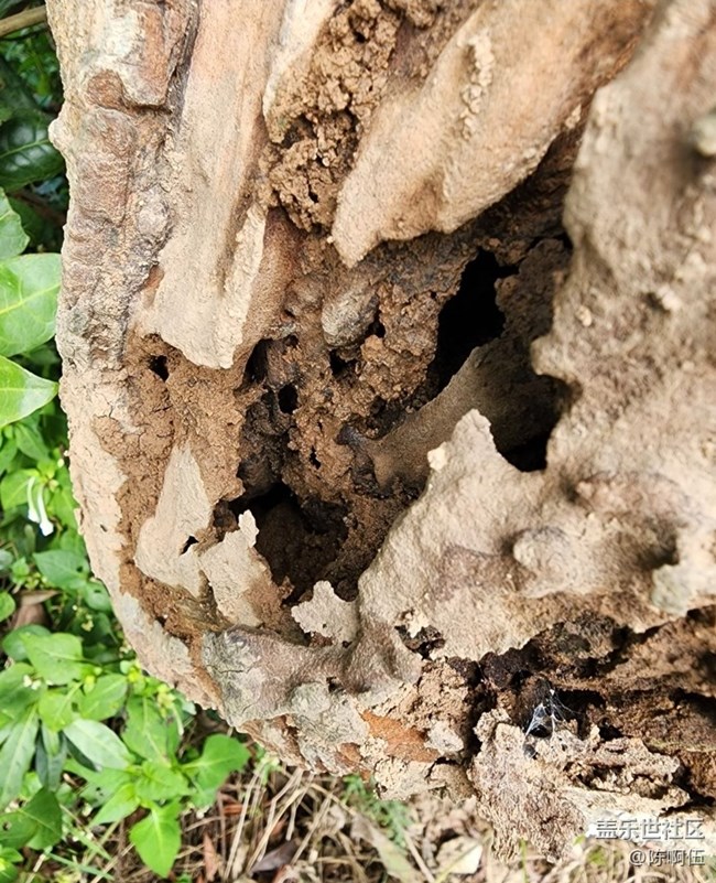 【徒步所見】枯樹