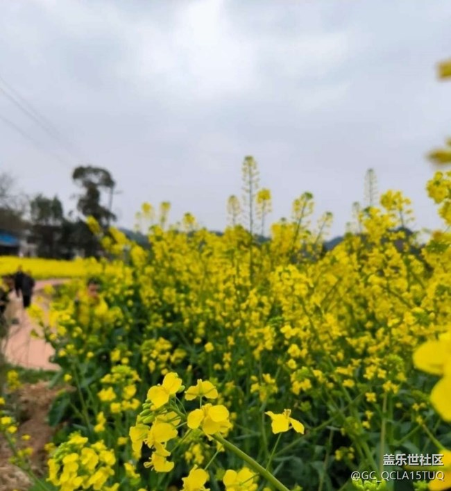 【徒步所見】滿園菜花香