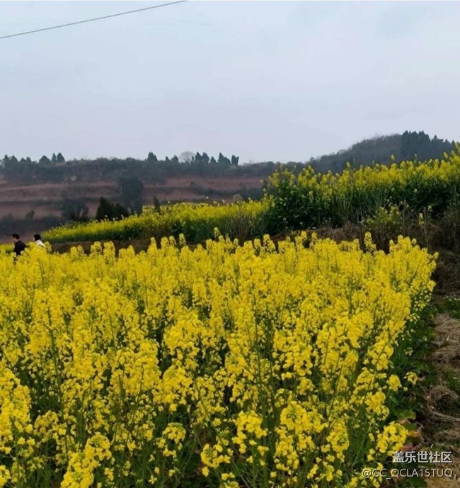 【徒步所見】滿園菜花香