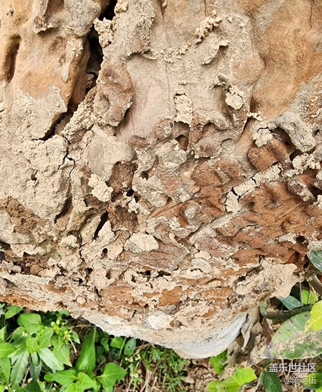 【徒步所見】枯樹