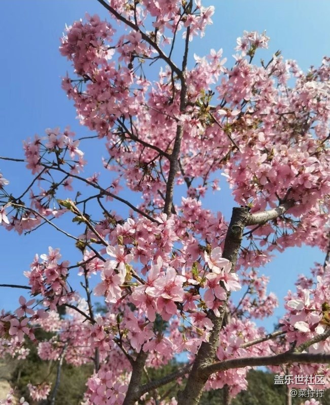 【徒步所見】桃花島