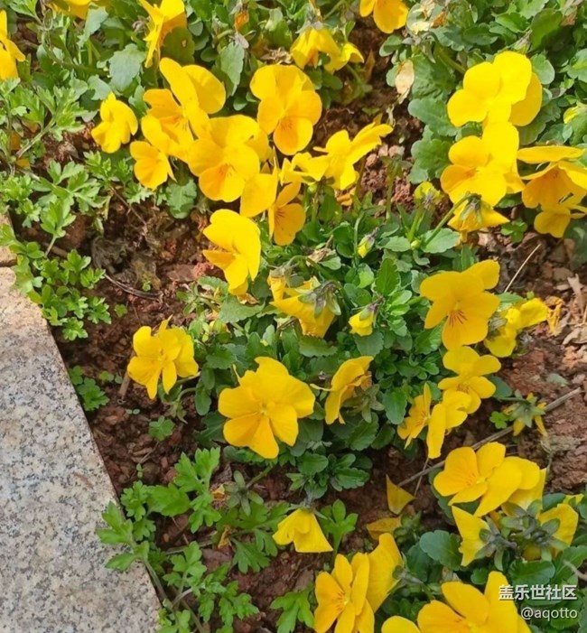 【徒步所見】花開