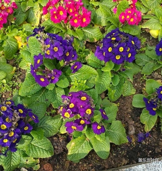 【徒步所見】花開