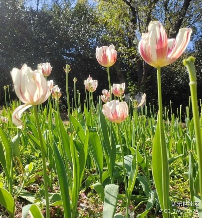 【徒步所見(jiàn)】春游園