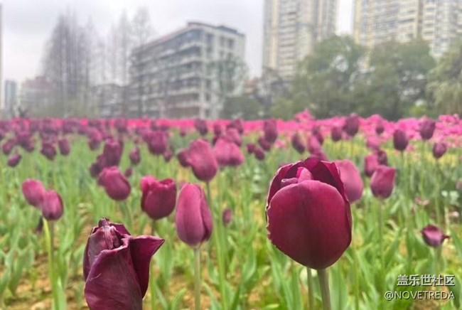 【徒步所見(jiàn)】郁金香