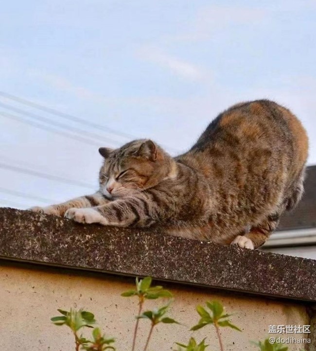 【徒步所見】慵懶的貓