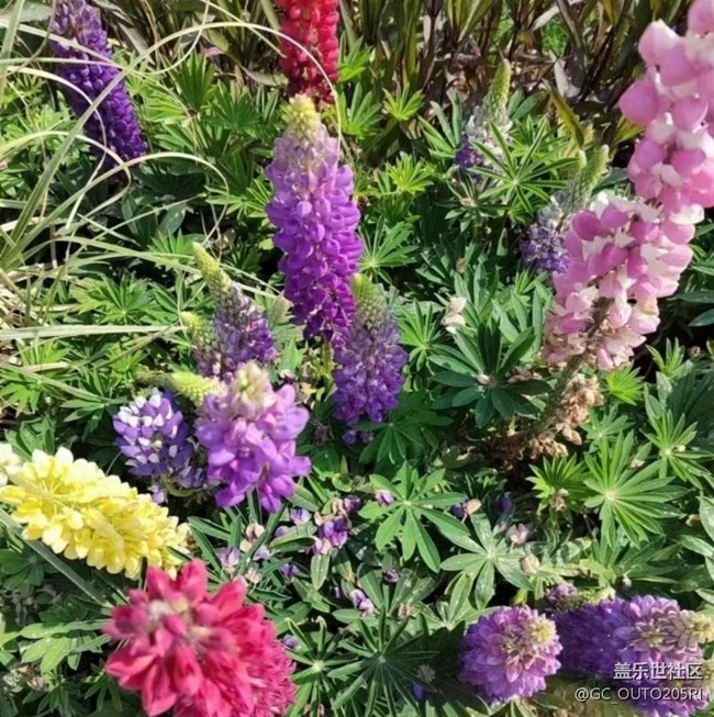 【徒步所見】花的世界