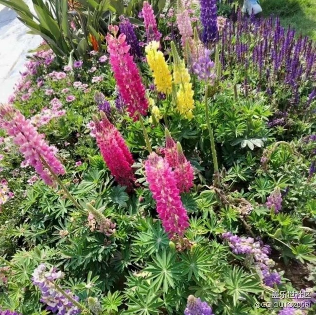 【徒步所見】花的世界