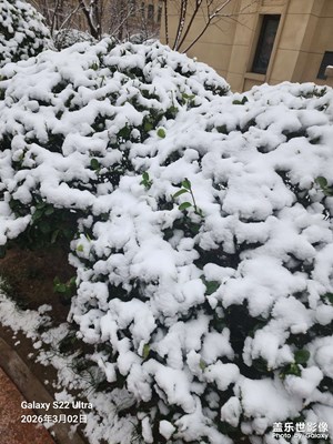 簡拍 春雪