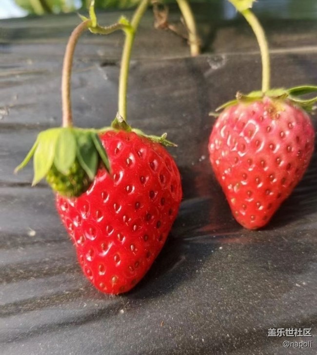 【徒步所見(jiàn)】草莓季