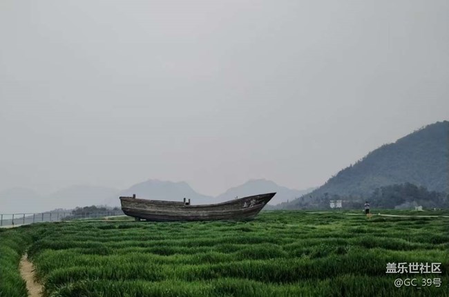 【徒步所見】麥田