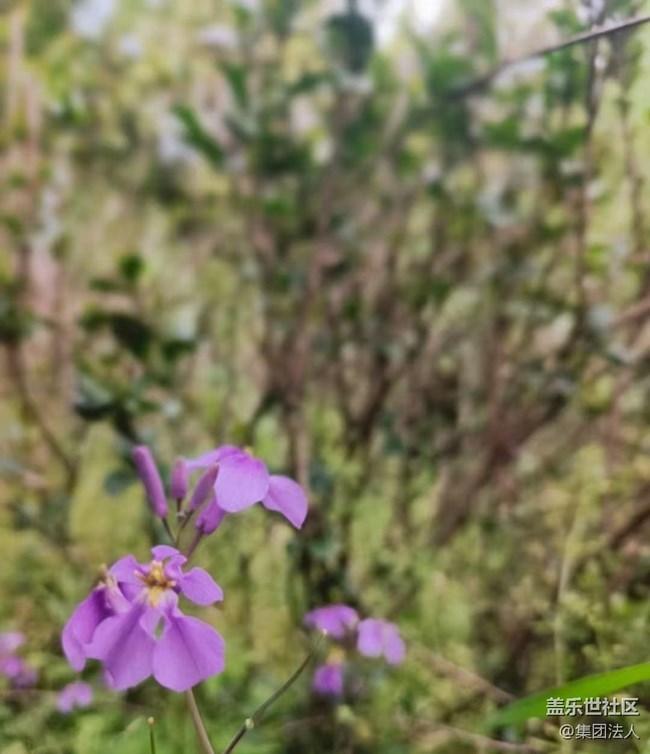 【徒步所見】賞春花