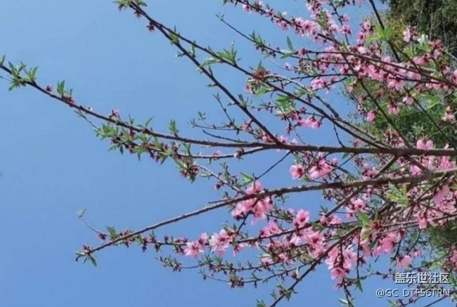 【徒步所見】家鄉(xiāng)春季