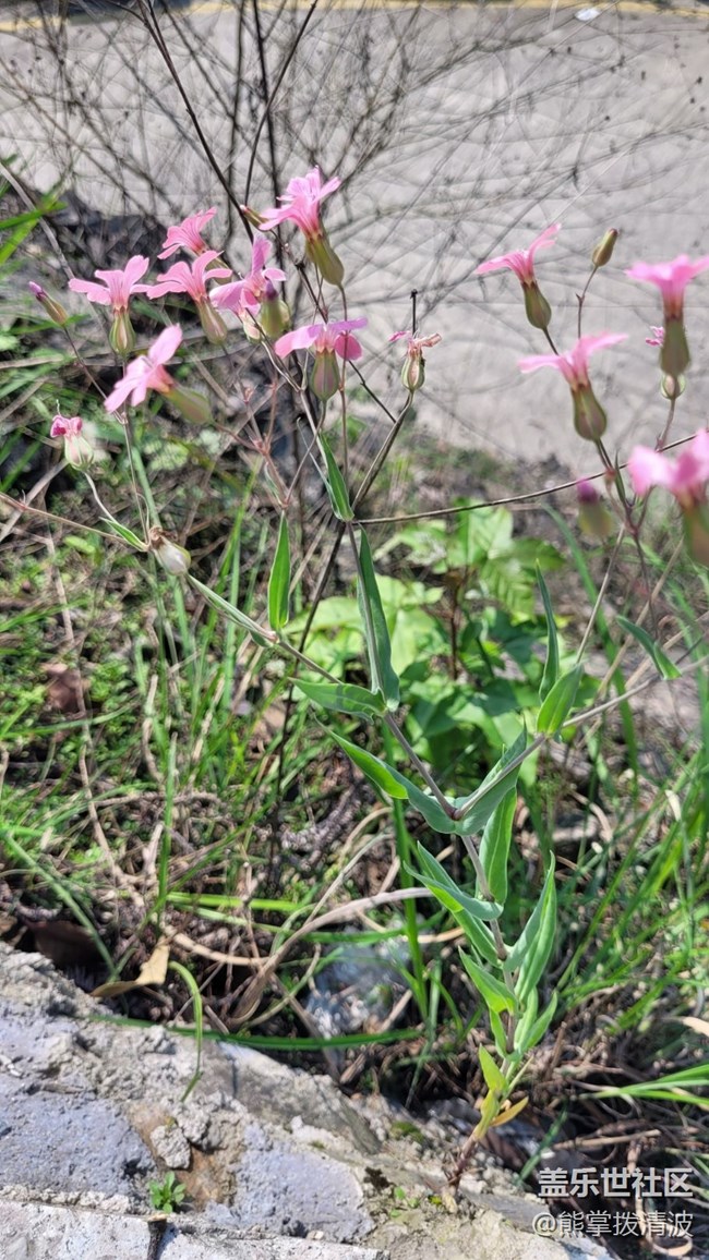 【徒步所見(jiàn)】生機(jī)勃勃