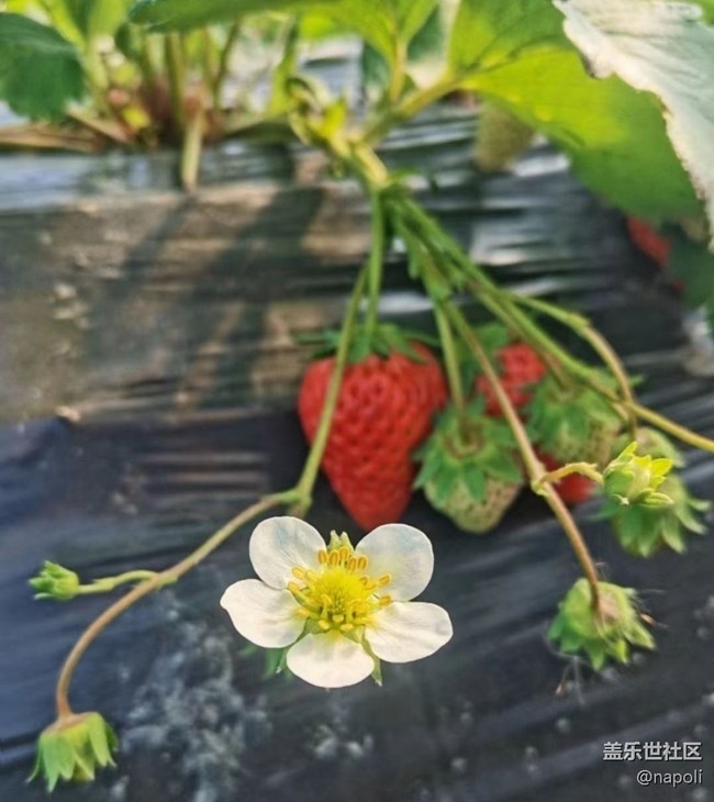 【徒步所見(jiàn)】草莓季