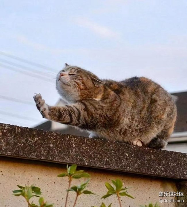 【徒步所見】慵懶的貓