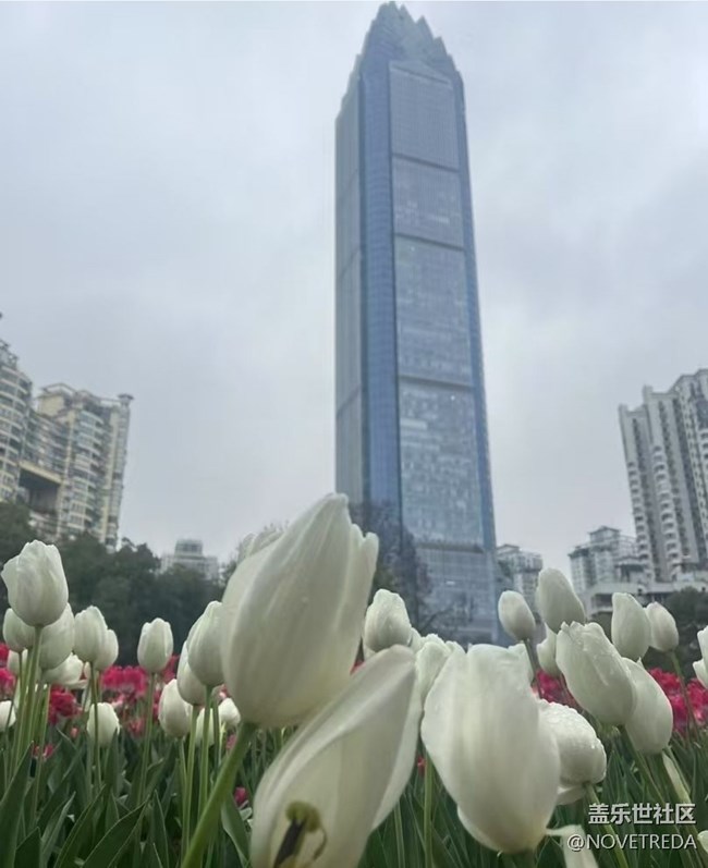 【徒步所見(jiàn)】郁金香