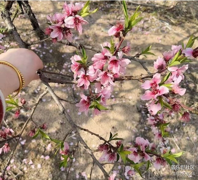 【徒步所見】桃花塢