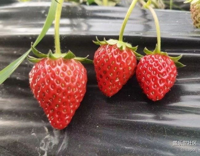 【徒步所見(jiàn)】草莓季