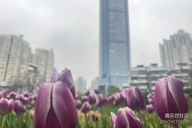 【徒步所見(jiàn)】郁金香