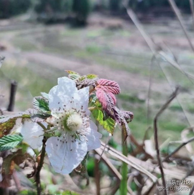 【徒步所見】家鄉(xiāng)春季