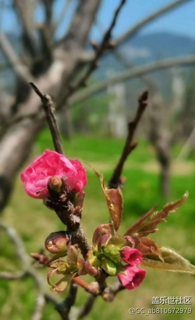 【徒步所見】滿園春色