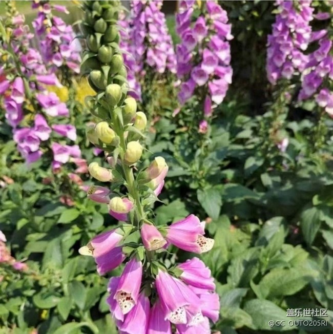 【徒步所見】花的世界