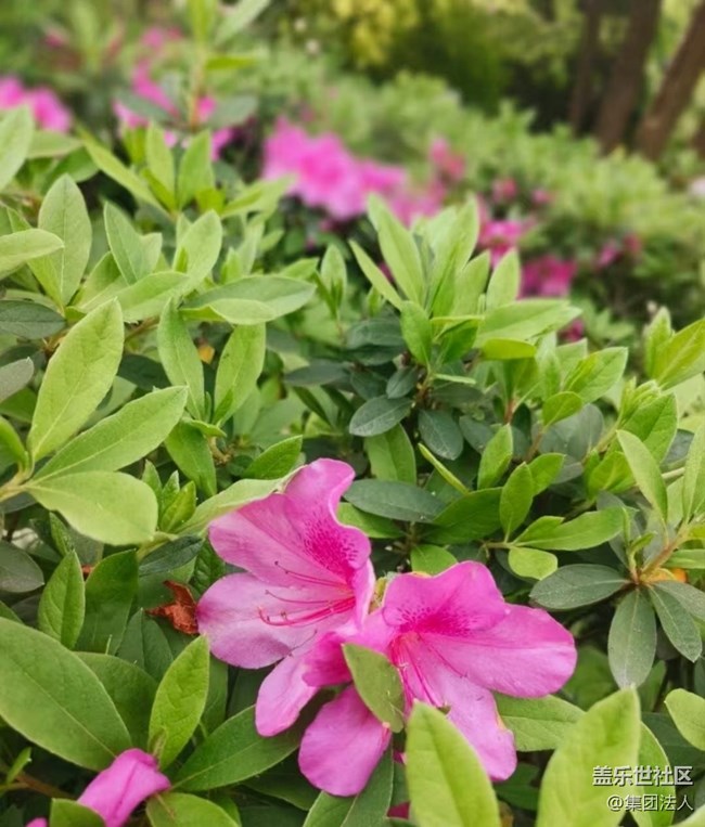 【徒步所見】賞春花