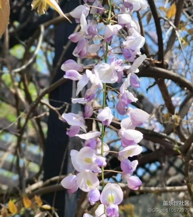 【徒步所見】滿園春色