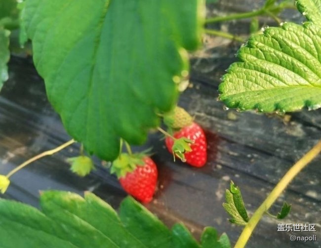 【徒步所見(jiàn)】草莓季