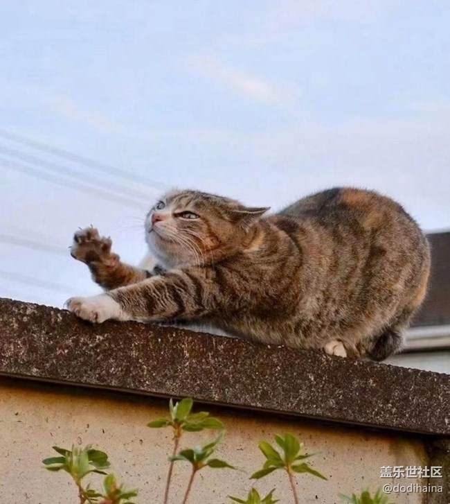 【徒步所見】慵懶的貓