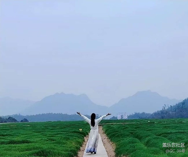 【徒步所見】麥田