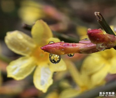 【簡(jiǎn)拍】迎春