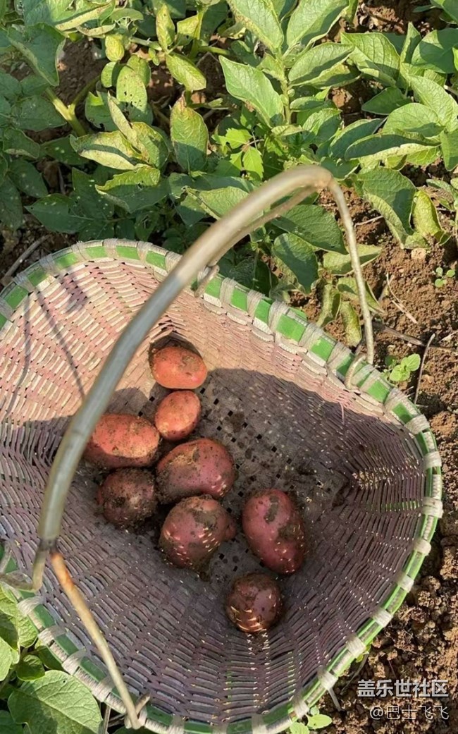 【徒步所見(jiàn)】挖土豆