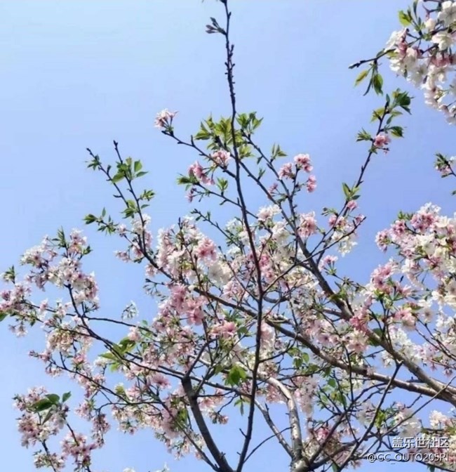 【徒步所見】花的世界