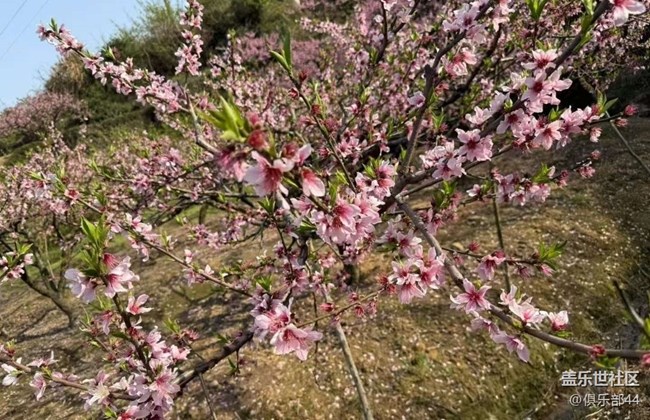 【徒步所見】桃花塢