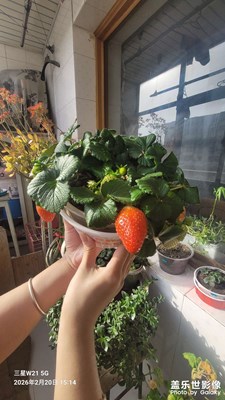 【簡拍】家有草莓