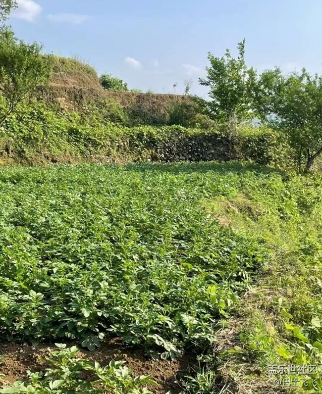 【徒步所見(jiàn)】挖土豆