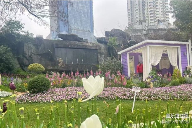 【徒步所見(jiàn)】郁金香