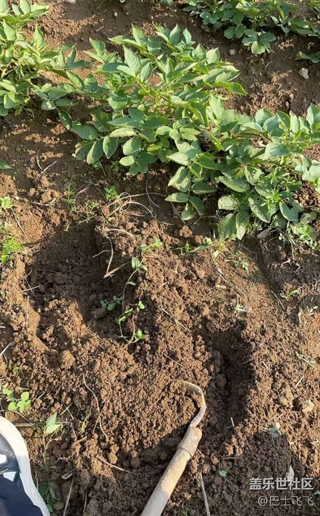 【徒步所見(jiàn)】挖土豆