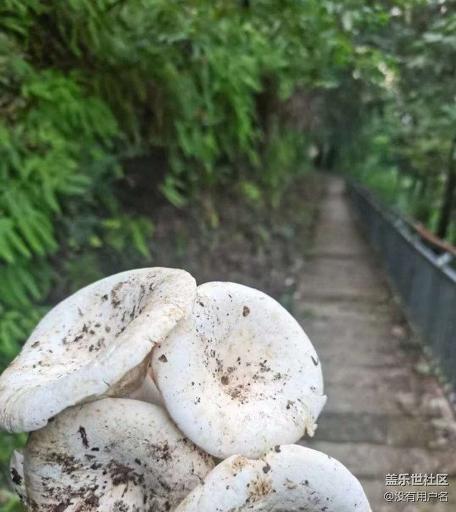 【徒步所見】登山的樂趣