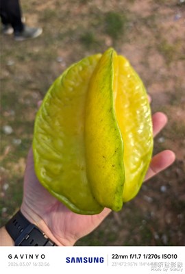 【簡拍】鮮美楊桃