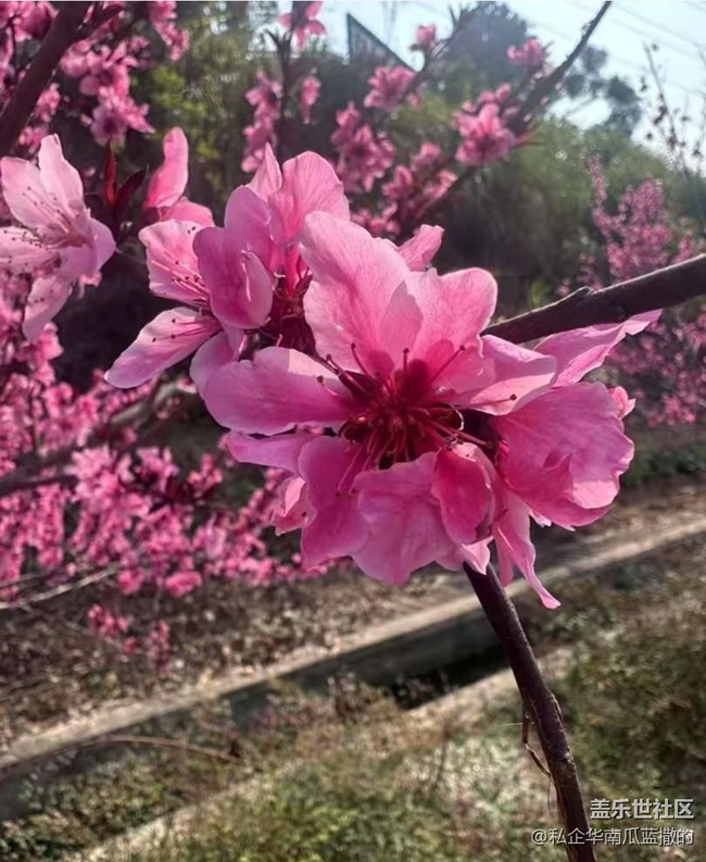 【徒步所見(jiàn)】一路繁花