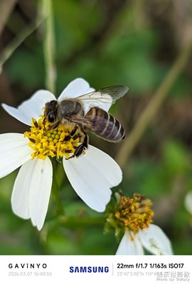 【簡拍】微距下的小蜜蜂